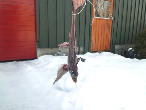 Hanging Ratfish