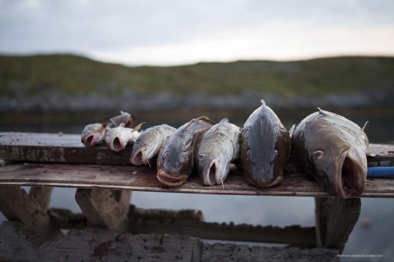 Gadus Morhua Cod Fish Rosita Norway
